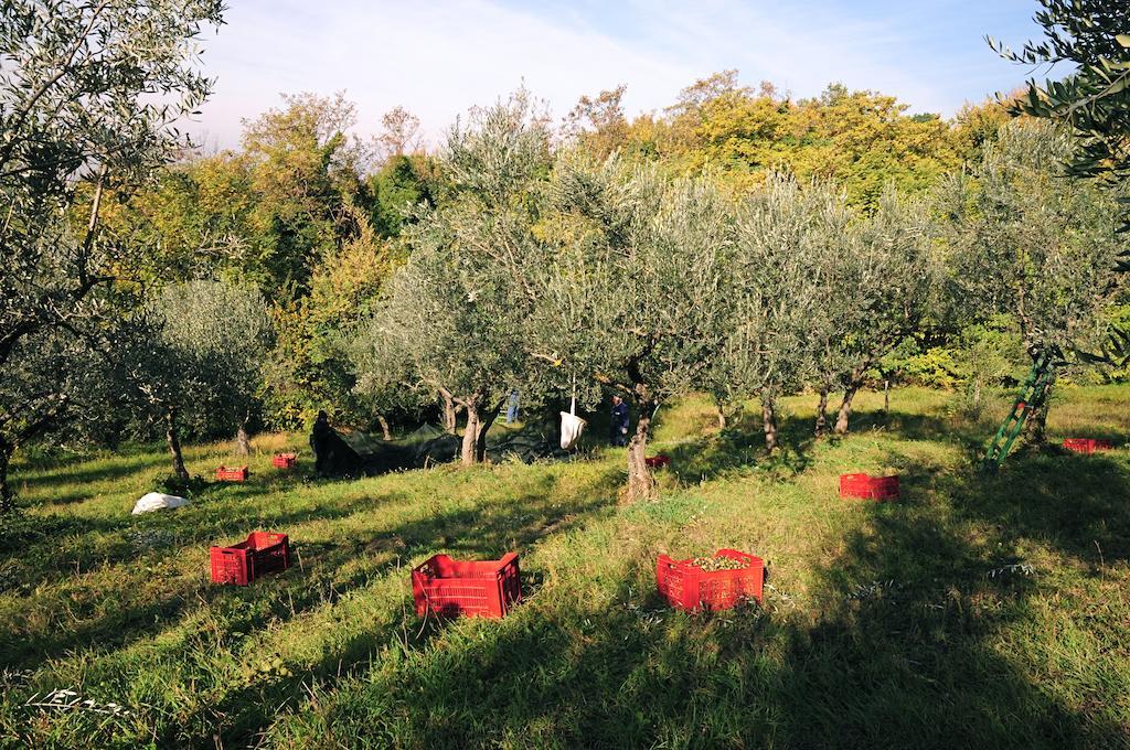 Villa Rosy Assisi Exterior photo